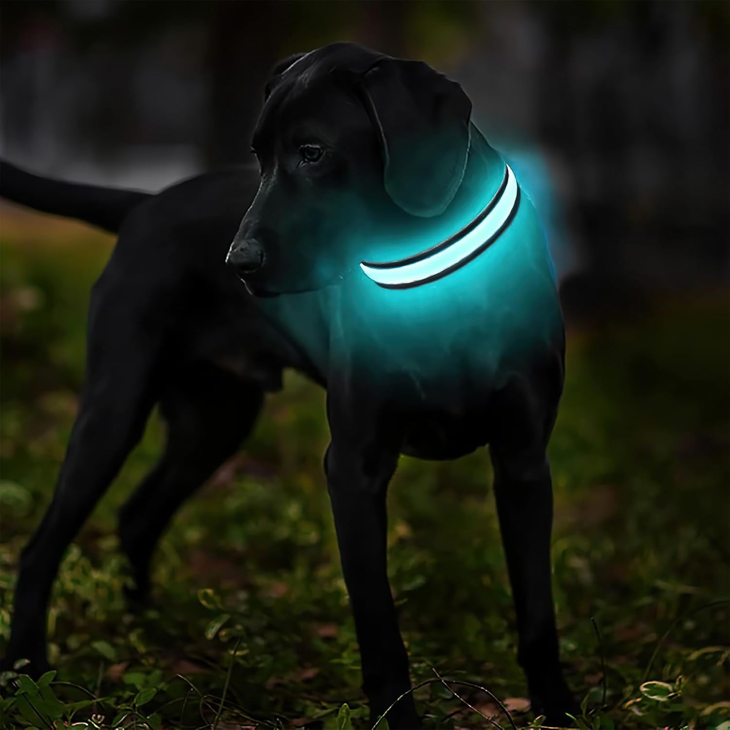 Light up Dog Collars - LED Dog Collar Rechargeable Lighted Dog Collars Resistant-Water Night Walking Glow in the Dark Collars